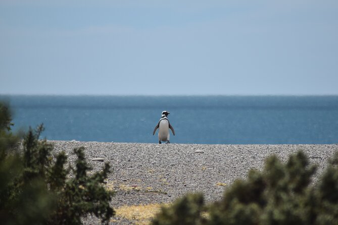 Cruise excursion to Punta Tombo from Puerto Madryn - An In-Depth Look at the Tour