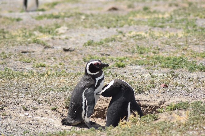 Cruise excursion to Punta Tombo from Puerto Madryn - Key Points