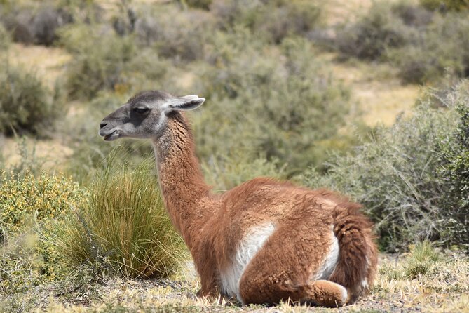 Cruise excursion to Punta Tombo from Puerto Madryn - Frequently Asked Questions