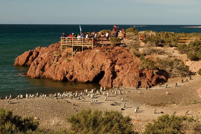 Punta Tombo Shore Excursion w/box Lunch(Shared tour for cruises) - Edges to Keep in Mind