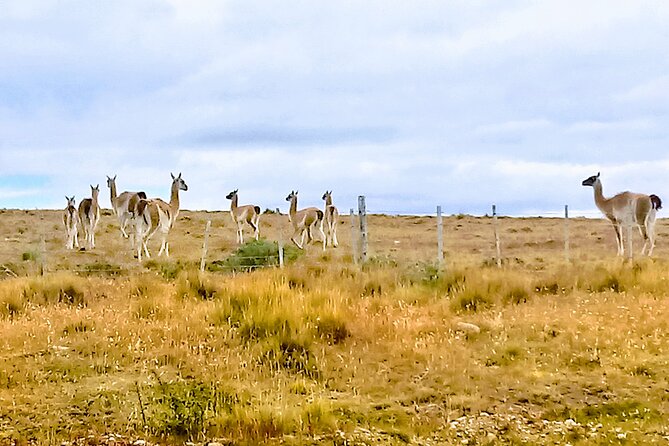 Pali Aike Full-Day Adventure from Punta Arenas - Key Points