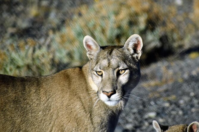Private Torres del Paine & Milodon, departing from Punta Arenas - Who Will Love This Tour?