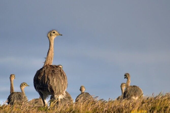 Private Torres del Paine & Milodon, departing from Punta Arenas - Frequently Asked Questions