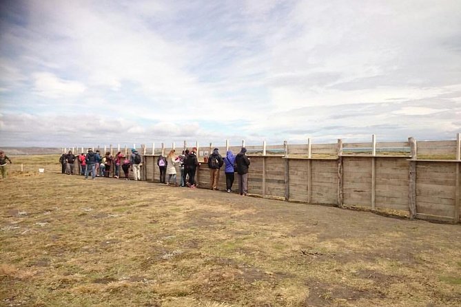 King Penguin Nature Reserve - Tierra del Fuego Island - In-Depth Look at the Tour Experience