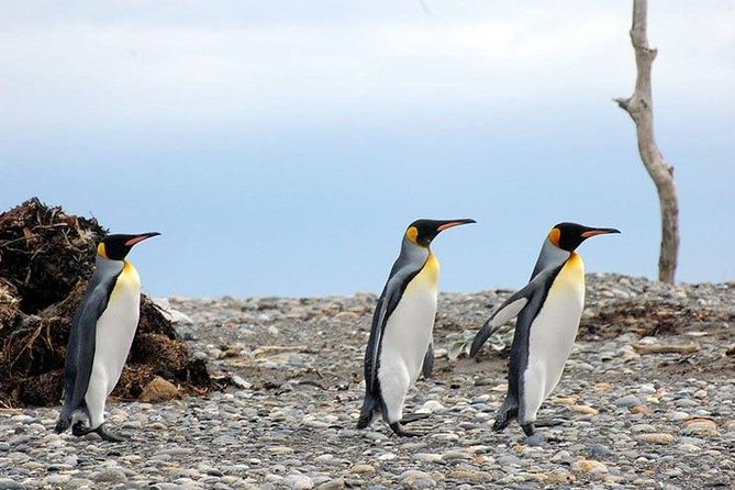 King Penguin Nature Reserve - Tierra del Fuego Island - The Sum Up
