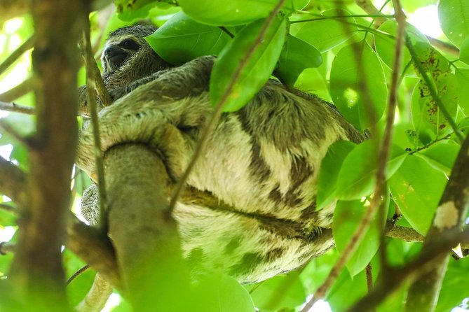 Alter do Chão FLONA Jamaraquá Tour - Frequently Asked Questions