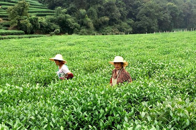 Hangzhou Cultural Day Tour by Mini Coach - Transportation and Group Size