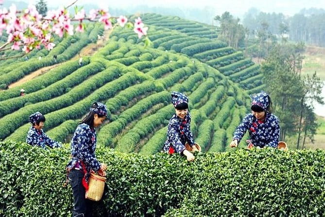 Hangzhou Nature and Garden Private Day Tour with Tea Village and Lunch - Authentic Experiences and Real Reviews