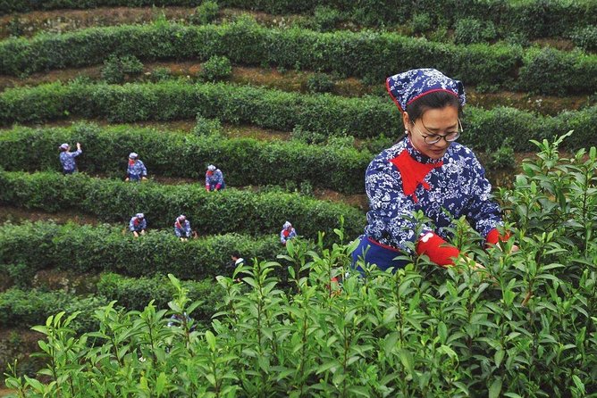 Hangzhou Longjing Tea Culture Immersive Experience Tour - Key Points