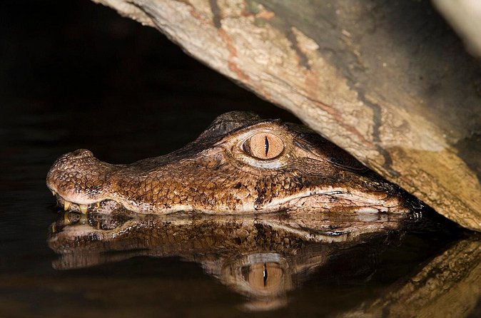 Alligators Night Watch - FAQ