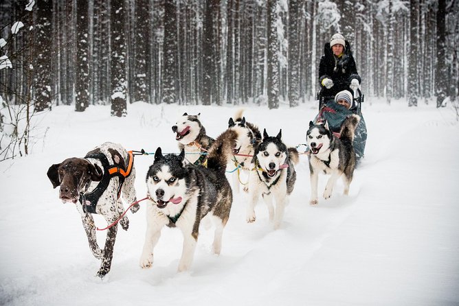 Husky Dog Sledding Tour From Riga - Exploring the Husky Dog Sledding Tour: An In-Depth Look