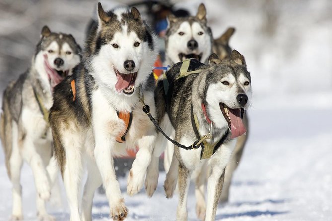 Husky Dog Sledding Tour From Riga - Key Points