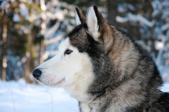 Husky Dog Sledding Tour From Riga - The Sum Up
