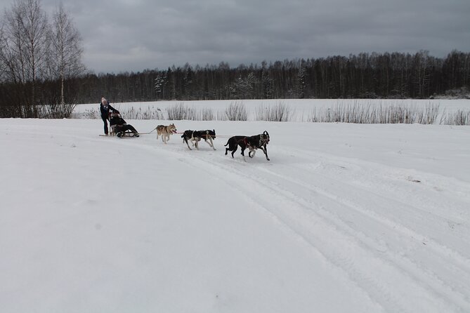 Husky Dog Sledding Tour From Riga - FAQs About the Husky Dog Sledding Tour