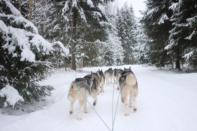 Husky Dog Sledding Tour From Riga - A Cold-Weather Adventure: Husky Dog Sledding from Riga