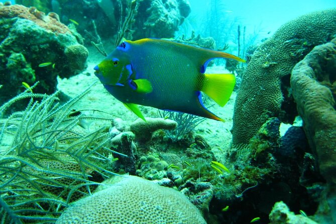 5 islands tour with Lunch Snorkeling and Plankton - A Deep Dive Into the Day: What to Expect from This Cartagena Islands Tour