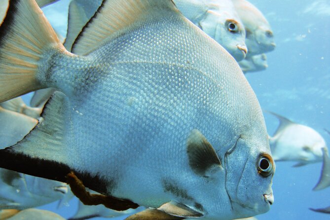 Full Day Scuba Diving in Rosario Islands - Key Points