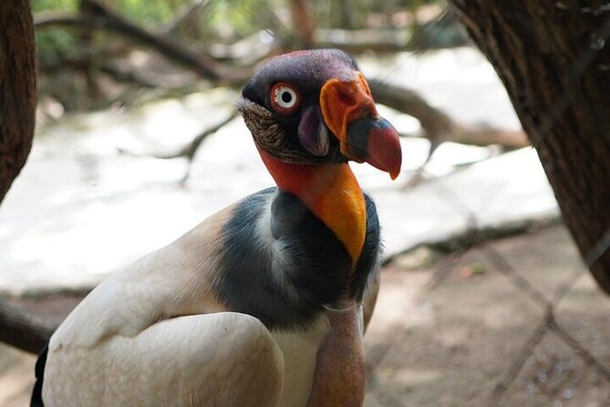 Full-Day Tour Baru - National Aviary and Playa Blanca + Bioluminescent Plankton - Authentic Experiences and Honest Impressions