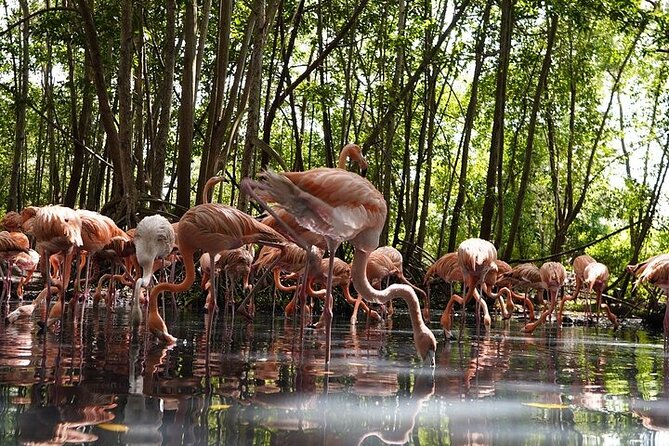 Full-Day Tour Baru - National Aviary and Playa Blanca + Bioluminescent Plankton - FAQs