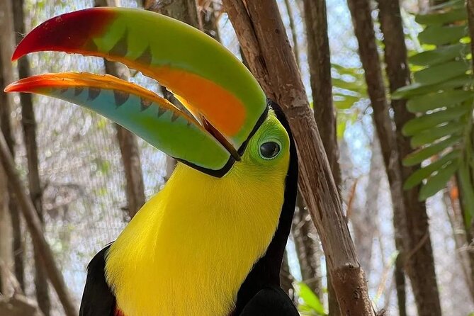 Full-Day Tour Baru - National Aviary and Playa Blanca + Bioluminescent Plankton - Final Words