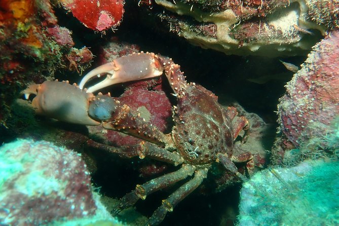 Advanced PADI Diving Course - The Experience: A Deep Dive into the Course in Cartagena