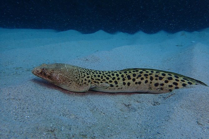 Advanced PADI Diving Course - Key Points