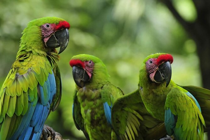 Private Wildlife and Sightseeing Tour to Natuwa Rescue Center - Exploring Esparza and Its Historic Charm