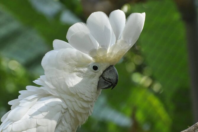 Private Wildlife and Sightseeing Tour to Natuwa Rescue Center - Authentic, Balanced Experience