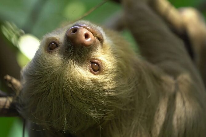 Private Wildlife and Sightseeing Tour to Natuwa Rescue Center - What’s Included and What to Consider