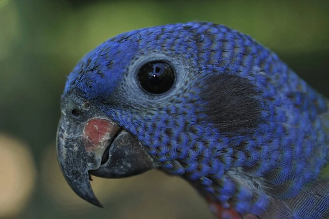 Private Wildlife and Sightseeing Tour to Natuwa Rescue Center - An In-Depth Look at the Private Wildlife and Sightseeing Tour to Natuwa Rescue Center