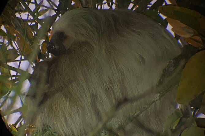 Monteverde Tropical Forest Night Tour - Who Should Consider This Tour?