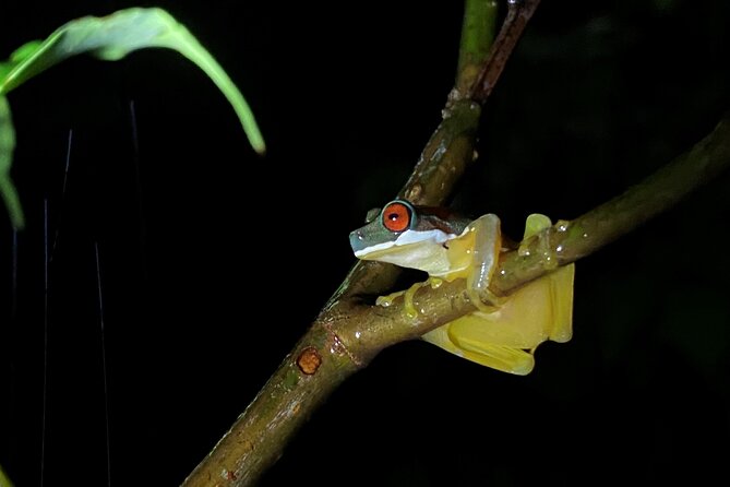 Monteverde Tropical Forest Night Tour - An In-Depth Look at the Monteverde Night Tour