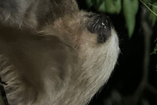 Night Walk Tour Monteverde - A Closer Look at the Monteverde Night Walk Experience