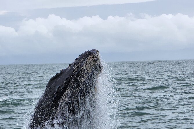 Whale Watching Experience Marino Ballena National Park - Authentic Feedback from Travelers