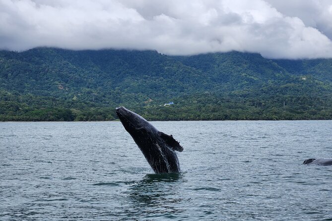 Whale Watching Experience Marino Ballena National Park - An In-Depth Look at the Whale Watching Tour