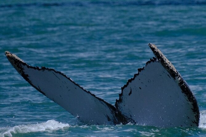Whale Watching Experience Marino Ballena National Park - Who Will Love This Tour?