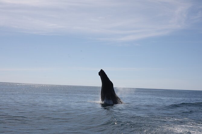 Whale Watching Experience Marino Ballena National Park - The Sum Up: Is This Tour Worth Your Time?
