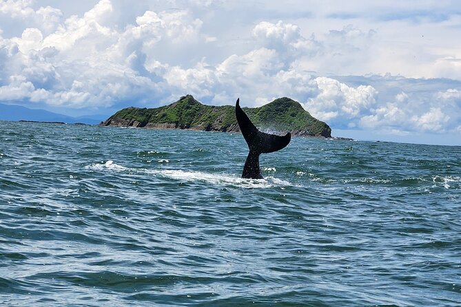 Whale Watching Experience Marino Ballena National Park - FAQs