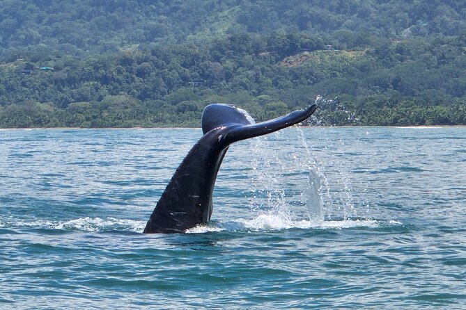 Whale Watching Experience Marino Ballena National Park - How Does It Compare in Value?