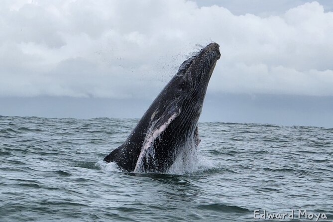 Whale Watching Experience Marino Ballena National Park - Whale Watching Experience Marino Ballena National Park: A Deep Dive into Costa Rica’s Marine Wonders