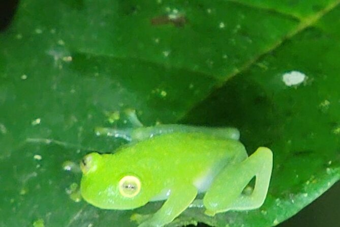 Monteverde Night Walk - Authentic Experiences and Insights from Previous Travelers