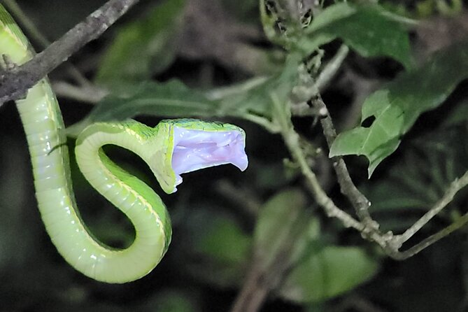 Monteverde Night Walk - FAQs