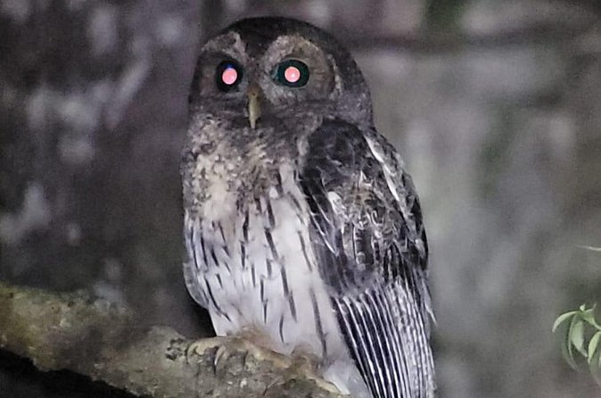 Monteverde Night Walk - Who Should Book This Tour?