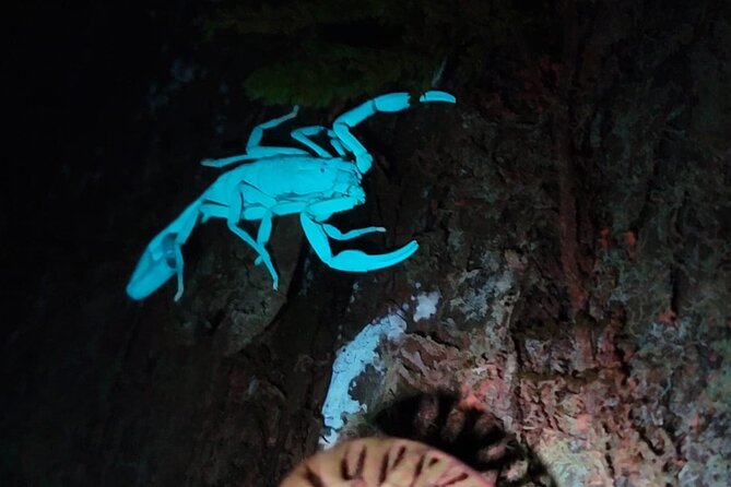 Monteverde Night Walk - Key Points