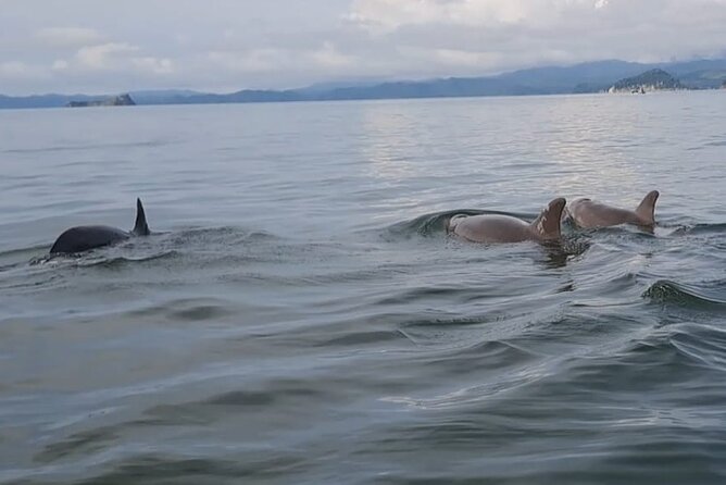 Tortuga Island Paradise with Snorkeling Included - FAQ