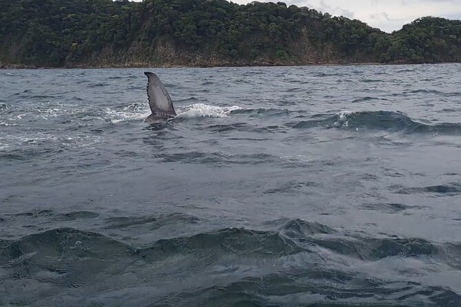 Tortuga Island Paradise with Snorkeling Included - Potential Drawbacks to Consider