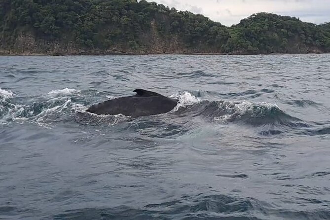 Tortuga Island Paradise with Snorkeling Included - Who Would Enjoy This Tour?
