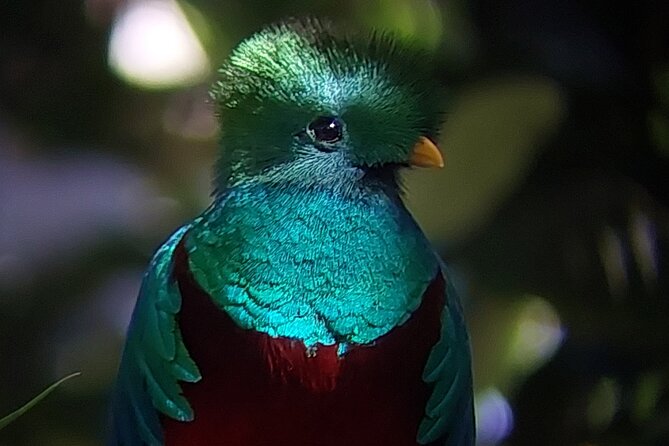 Monteverde Cloud Forest Tour - Key Points