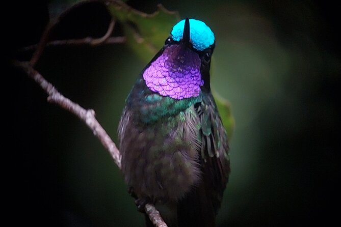 Monteverde Cloud Forest Tour - Why the Monteverde Cloud Forest Tour is a Must-Do