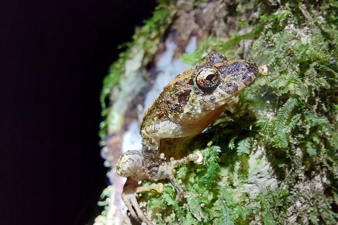 Monteverde Cloud Forest Tour - FAQ
